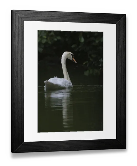 Framed Print : Mute swan (Cygnus olor), Schwalm-Nette nature reserve