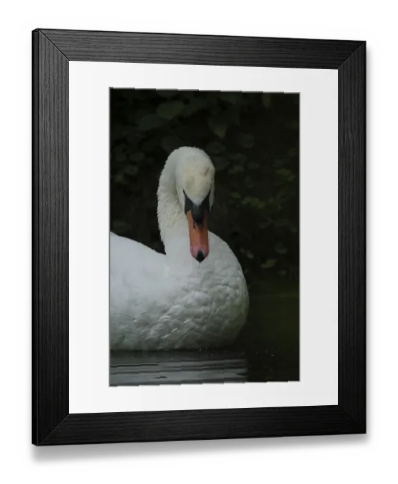 Framed Print : Portrait of the Mute Swan (Cygnus olor)