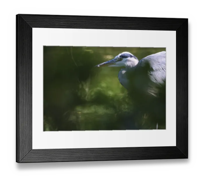 Framed Print : Grey heron (Ardea cinerea) photographed through bushes Framed Print : Grey heron (Ardea cinerea) photographed through bushes