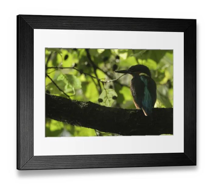 Framed Print : Kingfisher (Alcedo atthis) sitting in a black alder (Alnus glutinosa) above the water to look for fish