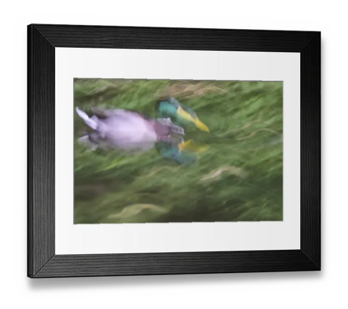 Framed Print : Male mallard (Anas platyrhynchos)