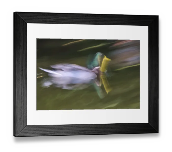 Framed Print : Male mallard (Anas platyrhynchos)