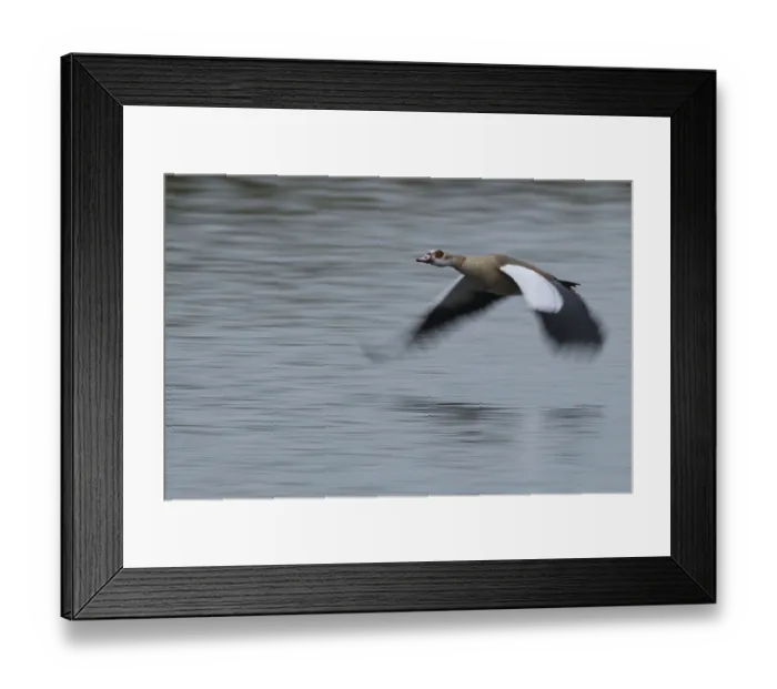 Framed Print : Flying Nile Goose (Alopochen aegyptiaca)