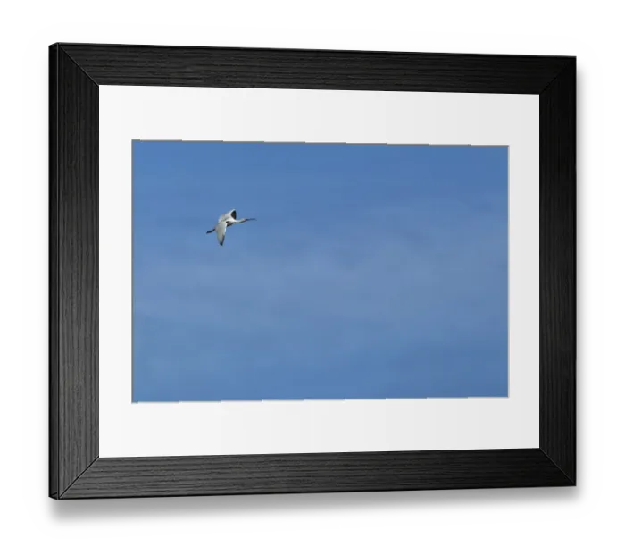 Framed Print : Flying spoonbill (Platalea leucorodia)