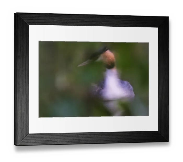 Framed Print : A second in the life of a great crested grebe (Podiceps Scalloped ribbonfish)