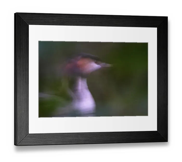 Framed Print : A second in the life of a great crested grebe (Podiceps Scalloped ribbonfish) Framed Print : A second in the life of a great crested grebe (Podiceps Scalloped ribbonfish)