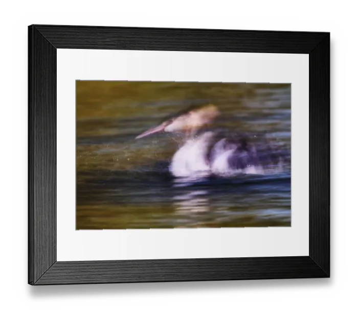Framed Print : A second in the life of a great crested grebe (Podiceps Scalloped ribbonfish)