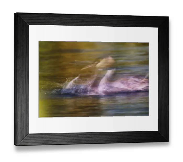 Framed Print : A second in the life of a great crested grebe (Podiceps Scalloped ribbonfish) Framed Print : A second in the life of a great crested grebe (Podiceps Scalloped ribbonfish)