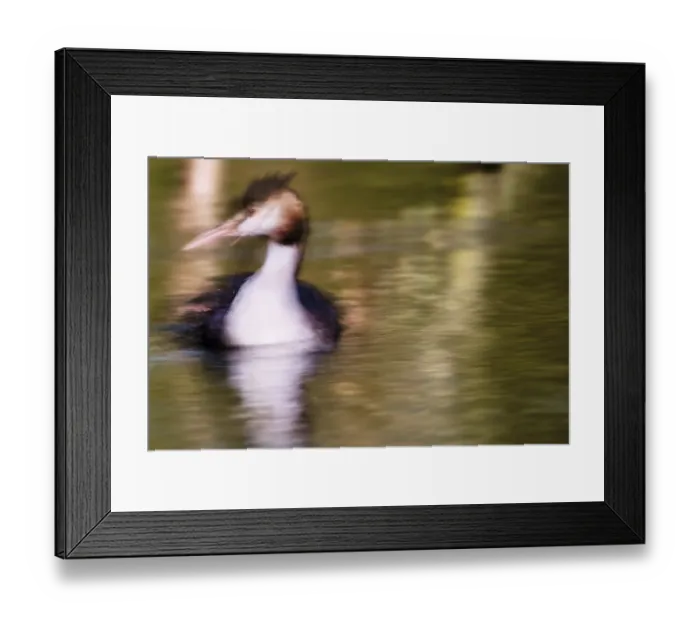 Framed Print : A second in the life of a great crested grebe (Podiceps Scalloped ribbonfish)