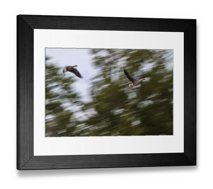 Framed Print : Flying grey geese (Anser anser) Framed Print : Flying grey geese (Anser anser)