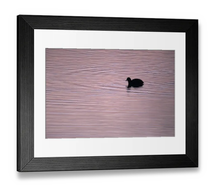 Framed Print : Eurasian Coot (Fulica atra) on a lake at sunset Framed Print : Eurasian Coot (Fulica atra) on a lake at sunset