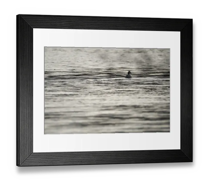 Framed Print : Great crested grebe (Podiceps cristatus) Framed Print : Great crested grebe (Podiceps cristatus)