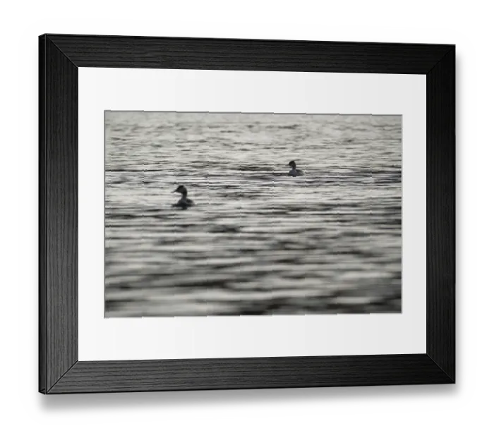 Framed Print : Great crested grebe (Podiceps cristatus)
