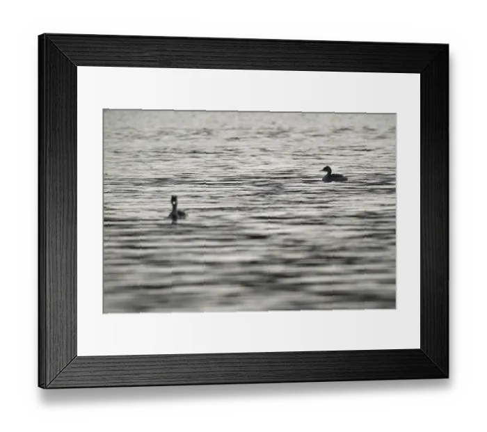 Framed Print : Great crested grebe (Podiceps cristatus) Framed Print : Great crested grebe (Podiceps cristatus)