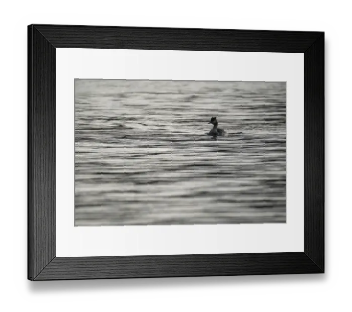 Framed Print : Great crested grebe (Podiceps cristatus) Framed Print : Great crested grebe (Podiceps cristatus)