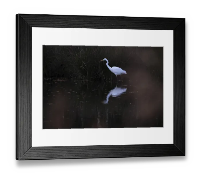 Framed Print : Great White Egret (Ardea alba) Framed Print : Great White Egret (Ardea alba)