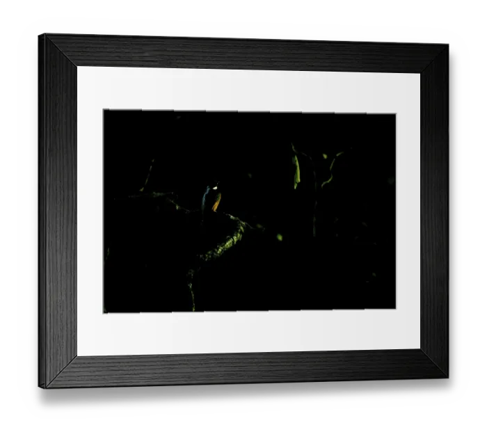 Framed Print : Kingfisher (Alcedo atthis), Schwalm-Nette nature reserve
