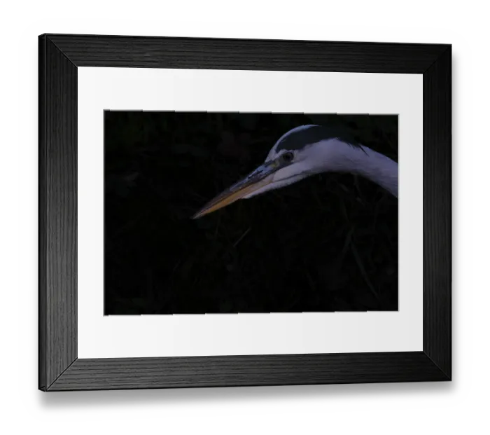 Framed Print : Plumage of grey heron (Ardea cinerea) Framed Print : Plumage of grey heron (Ardea cinerea)