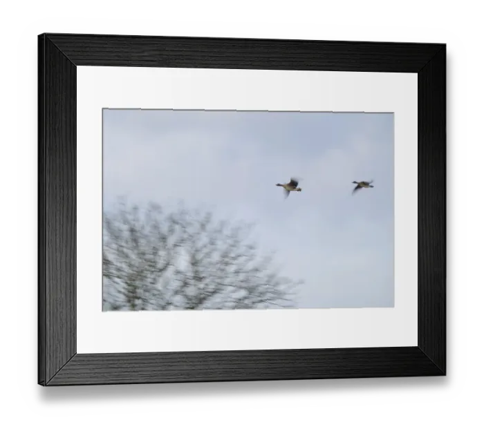 Framed Print : Flying grey geese (Anser anser)