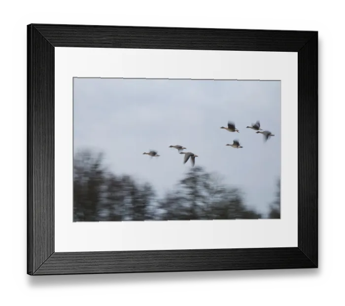 Framed Print : Flying grey geese (Anser anser)
