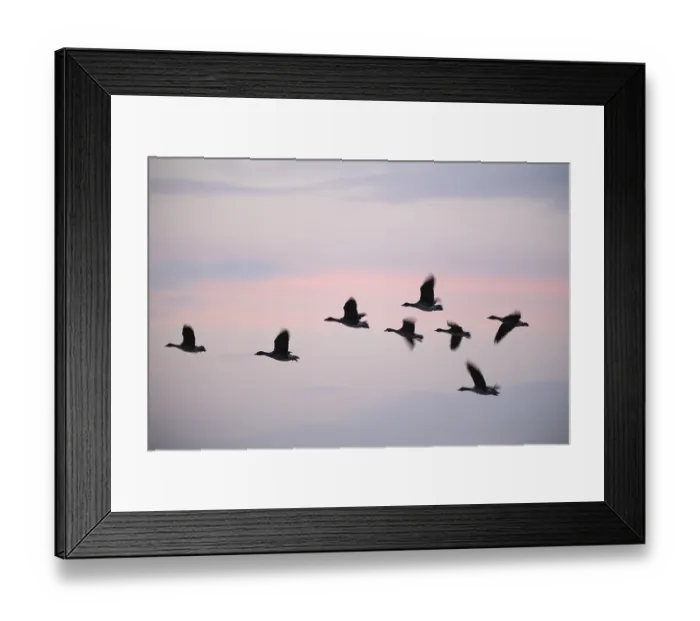 Framed Print : Flying grey geese (Anser anser) in the evening sky
