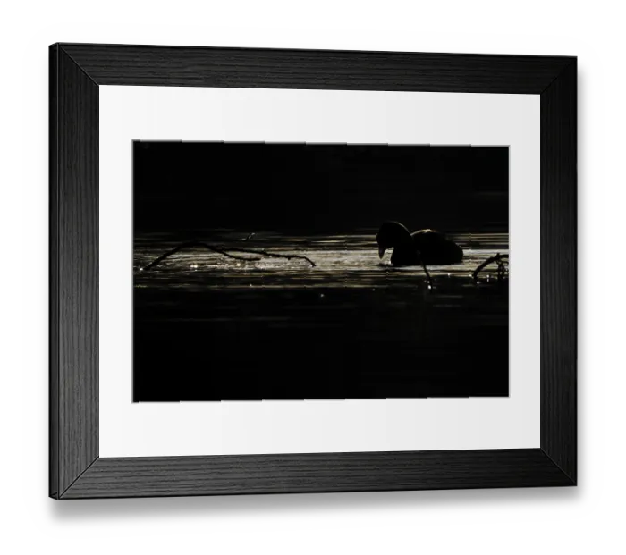 Framed Print : Eurasian Coot (Fulica atra) against the light