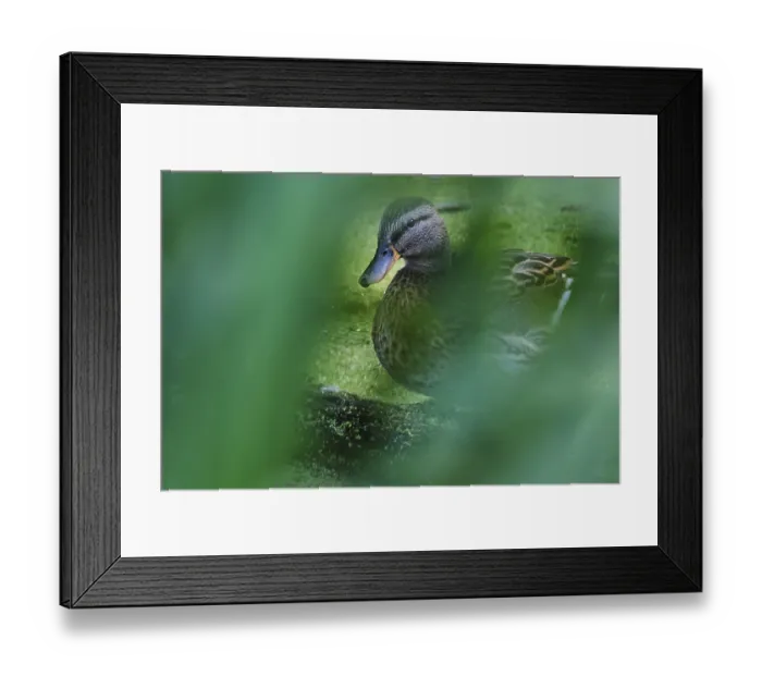 Framed Print : Female mallard (Anas platyrhynchos) Framed Print : Female mallard (Anas platyrhynchos)