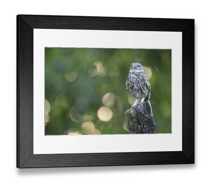 Framed Print : A little owl (Athene noctua) Framed Print : A little owl (Athene noctua)