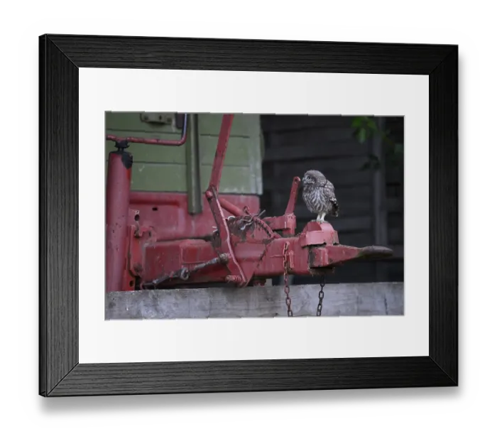 Framed Print : A young little owl (Athene noctua) sitting on the drawbar of an old agricultural implement