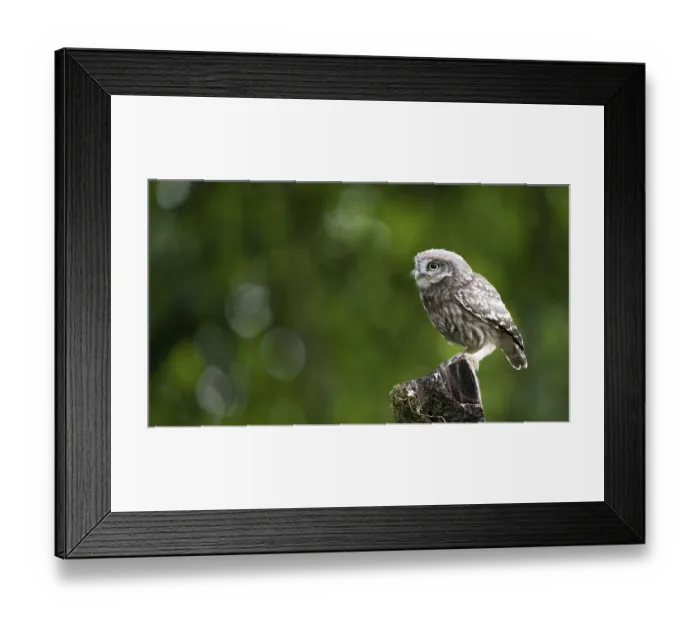 Framed Print : A little owl (Athene noctua) Framed Print : A little owl (Athene noctua)