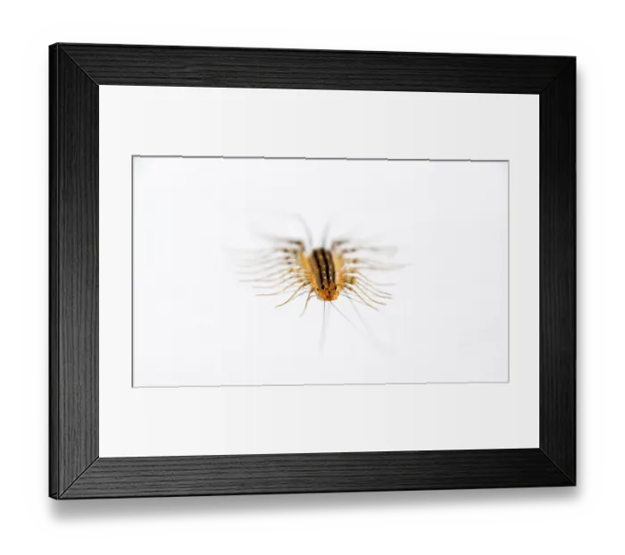 Framed Print : The Flycatcher. Scutigera coleoptrata