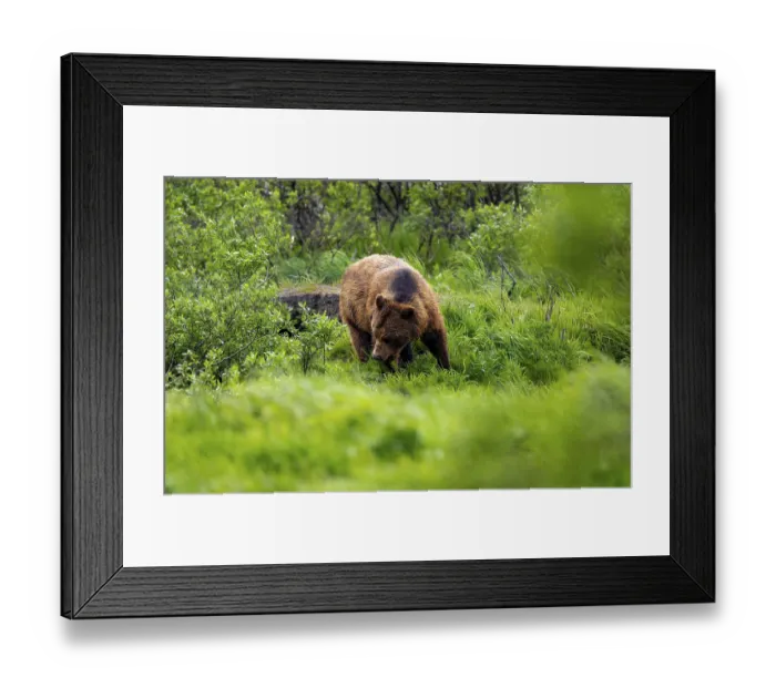 Framed Print : Brown bear (Ursus arctos) in the grass in spring Framed Print : Brown bear (Ursus arctos) in the grass in spring