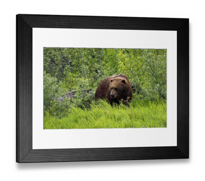 Framed Print : Brown bear (Ursus arctos) in the grass in spring Framed Print : Brown bear (Ursus arctos) in the grass in spring