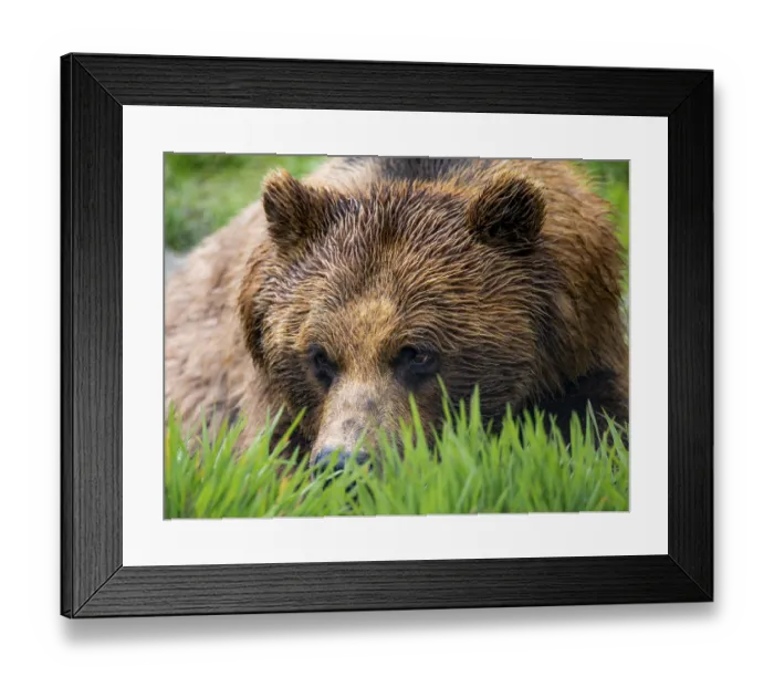 Framed Print : Brown bear (Ursus arctos), animal portrait Framed Print : Brown bear (Ursus arctos), animal portrait