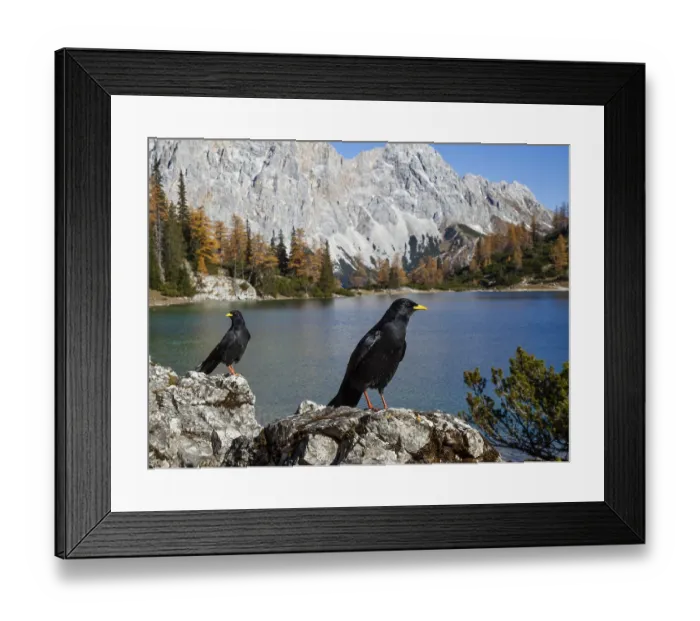 Framed Print : Alpine choughs (Pyrrhocorax graculus) Framed Print : Alpine choughs (Pyrrhocorax graculus)
