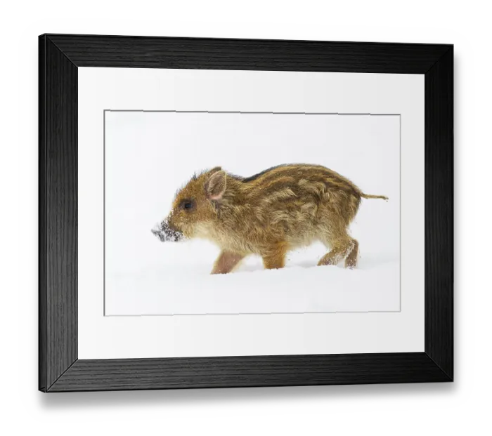 Framed Print : Wild boar (Sus scrofa) in the snow