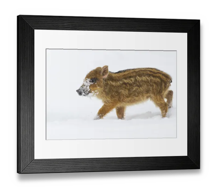Framed Print : Wild boar (Sus scrofa) in the snow Framed Print : Wild boar (Sus scrofa) in the snow