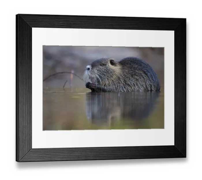 Framed Print : Nutria (Myocastor coypus) in a body of water