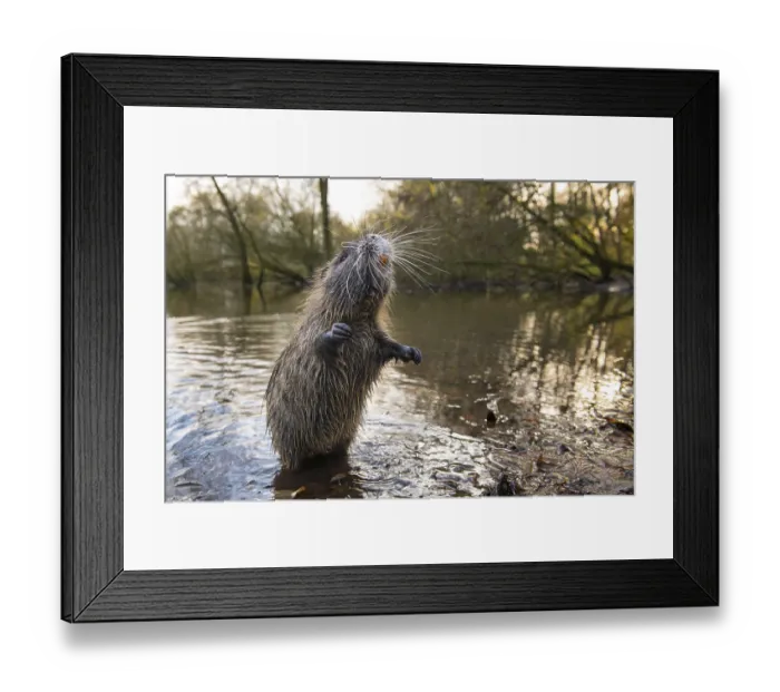 Framed Print : Nutria (Myocastor coypus) in a body of water