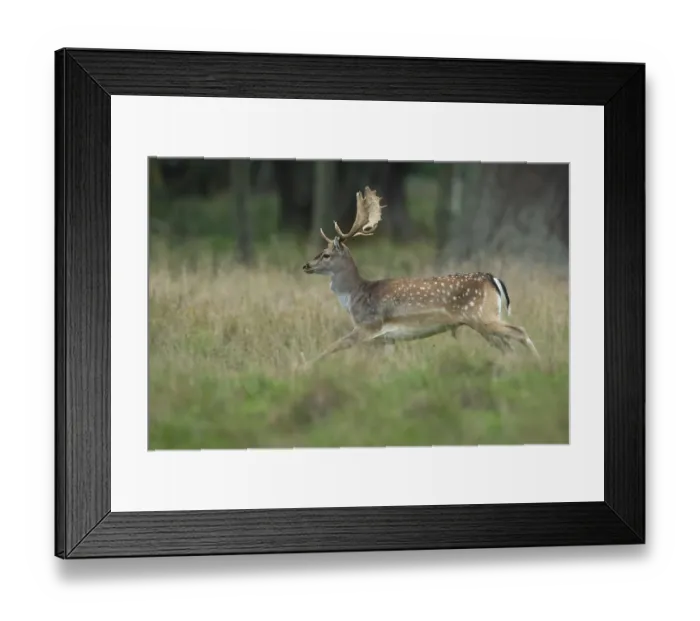 Framed Print : Male fallow deer (dama dama) in the run