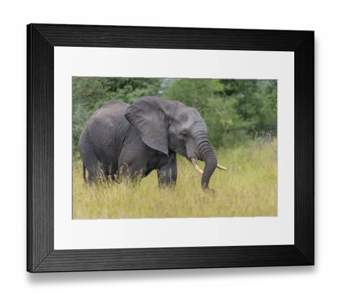 Framed Print : African elephant (Loxodonta africana) in the savanna Framed Print : African elephant (Loxodonta africana) in the savanna