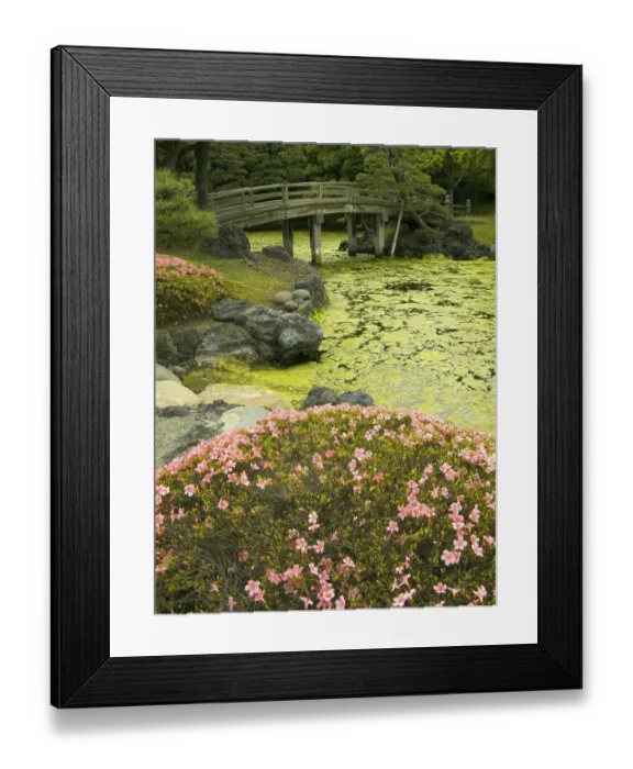 Framed Print : Wooden bridge over pond and blossom azalea bushes in zen garden