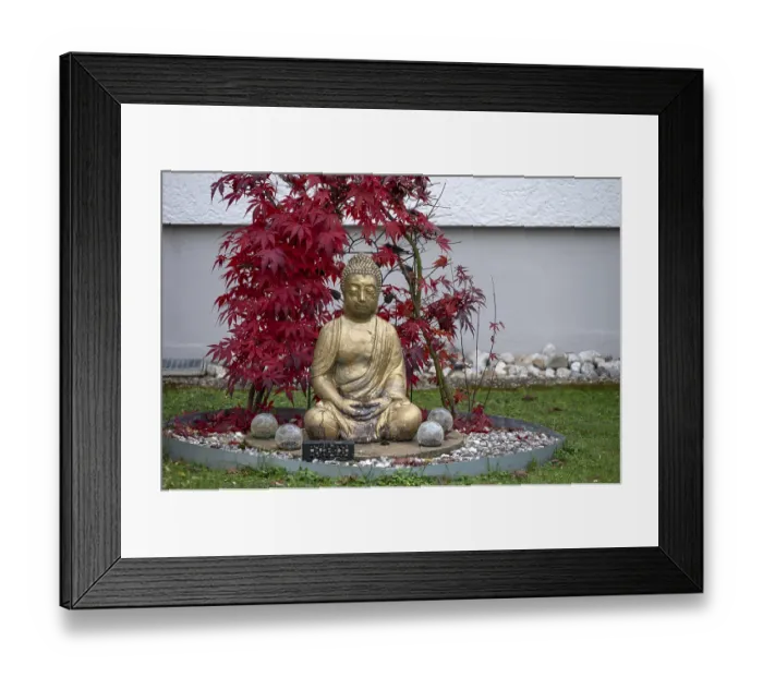 Framed Print : Gold-colored Buddha figure in a front garden Framed Print : Gold-colored Buddha figure in a front garden