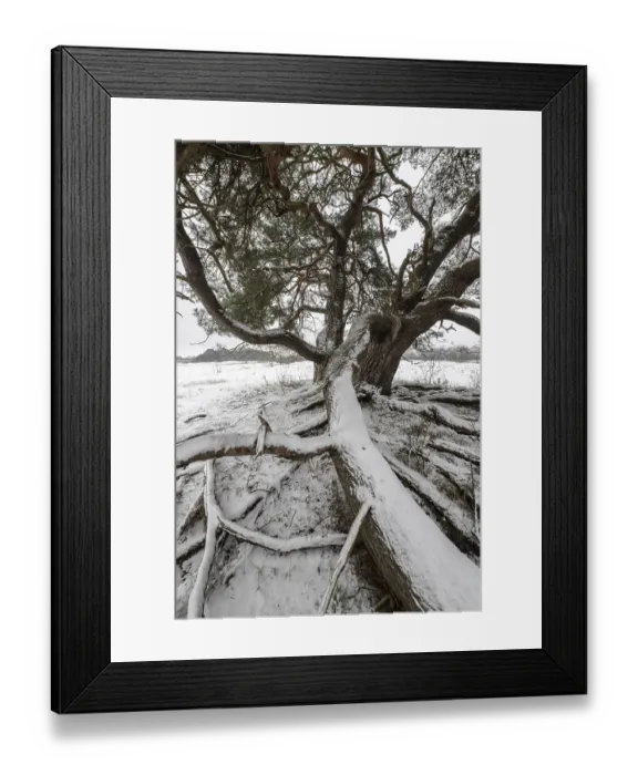 Framed Print : Old Scots pine (Pinus sylvestris) Framed Print : Old Scots pine (Pinus sylvestris)