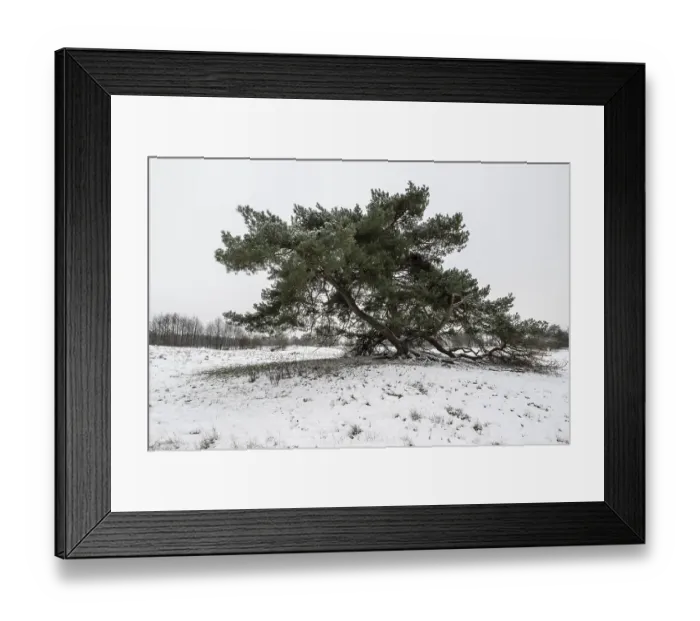 Framed Print : Old Scots pine (Pinus sylvestris)