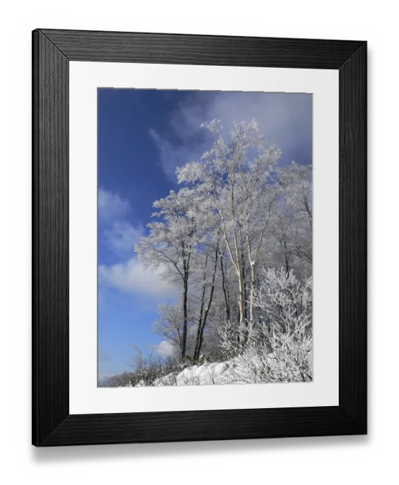 Framed Print : Winter forest with frosted tree branches over blue sky Framed Print : Winter forest with frosted tree branches over blue sky