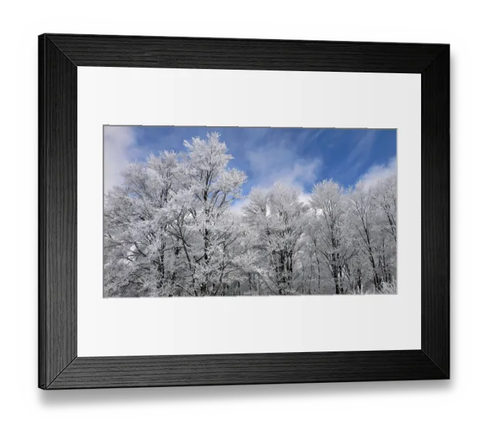 Framed Print : Winter forest with frosted tree branches over blue sky background