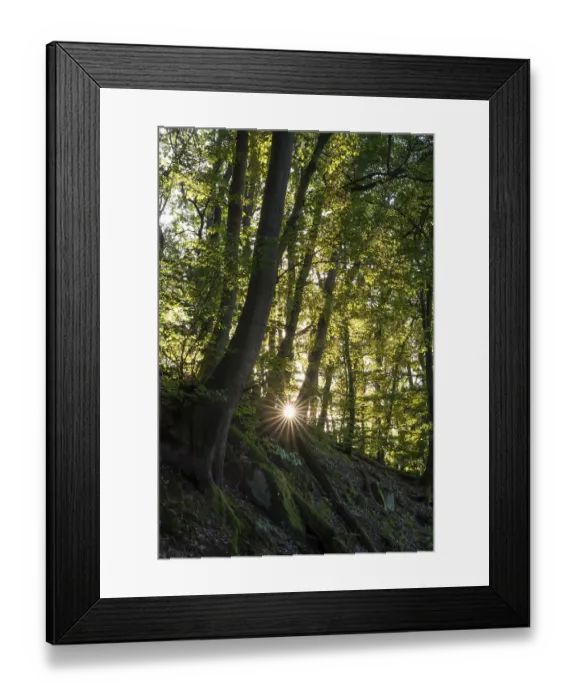Framed Print : Beech forest with sun star. roots and rocks Framed Print : Beech forest with sun star. roots and rocks