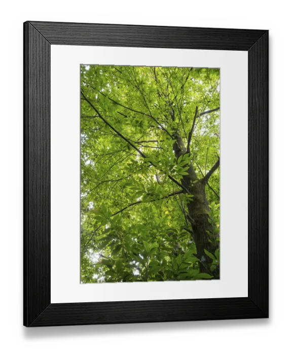 Framed Print : Chestnut tree (Castanea sativa) in the forest