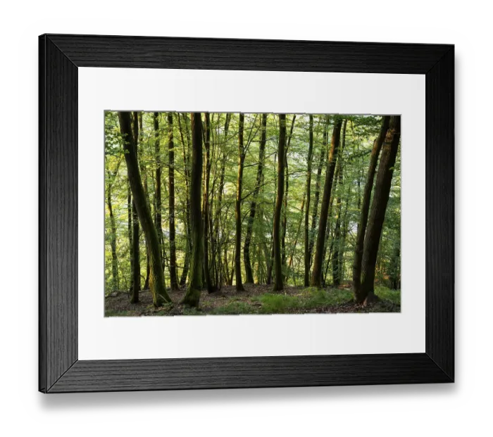 Framed Print : Beech forest in the evening light